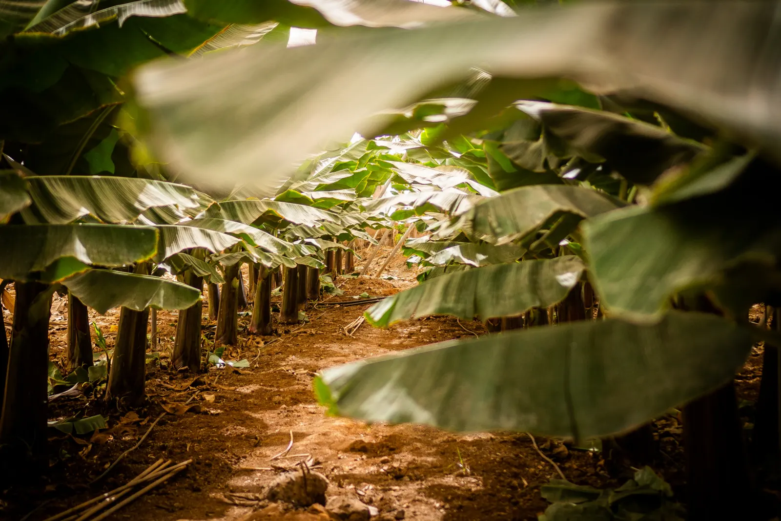 A banana plantation in Angola with rows of banana plants